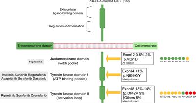 An overview of agents and treatments for PDGFRA-mutated gastrointestinal stromal tumors